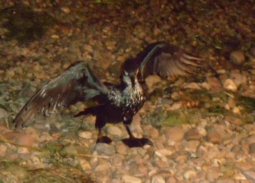A wet bird drying its feathers.